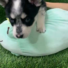 Pomsky puppies from Liberty Pomsky