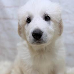 Hank - Green Collar - White male Great Pyrenees puppy in San Marcos, California from Faith Family Freedom Farm