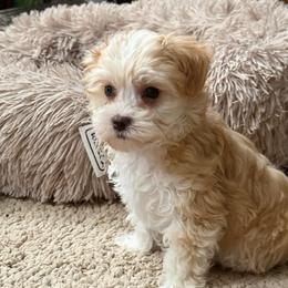 Emerald - Merle female Maltipoo puppy in Fredericksburg, Ohio from Edna Keim