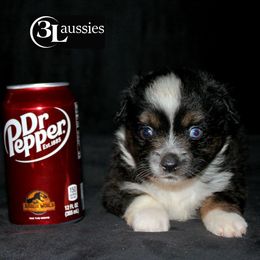 Aussiedoodle, Australian Shepherd, Miniature Australian Shepherd, and Toy Australian Shepherd Puppies from 3Laussies