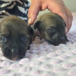 DaoDog NeXTSTep 1 - Black and tan male Chinese Crested puppy in Highland Park, Michigan from Family Kennel Dao Dog