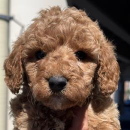Fire - Red  male Goldendoodle puppy in Philadelphia, Pennsylvania from Jah’s Retrievers