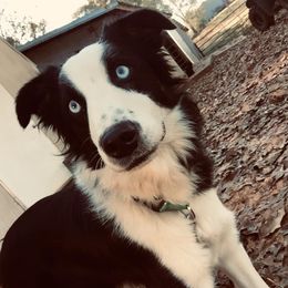 Australian Shepherd All Grown Up from Double A Aussies
