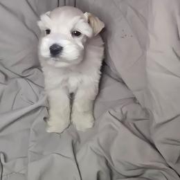 Red and white boy - Parti male Miniature Schnauzer puppy in Calera, Alabama from Burnett Cove Kennels