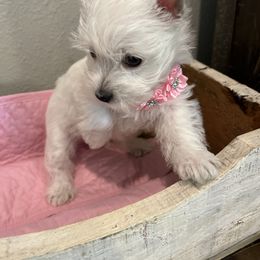 Poodle and West Highland White Terrier Puppies from JJs Puppies of the Carolinas