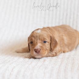 Green Collar Boy - Caramel cream male Australian Labradoodle puppy in Thousand Oaks, California from Lovely Doodle Lane
