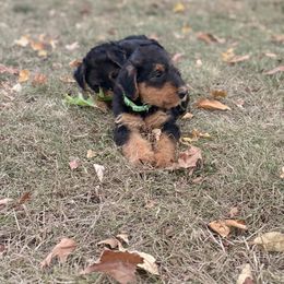 Green Female - Black and tan female Airedale Terrier puppy in Holton, Michigan from Yoder’s Airedale Terriers