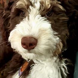 Assorted Doodle Crosses, Bernedoodle, Cockapoo, Double Doodle, Goldendoodle, and Golden Retriever Puppies from Hawk Mountain Doodles