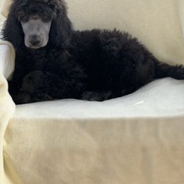 Robert Boy 5 - Silver Poodle puppy in Bristol, Virginia from Schrute Farms Standard Poodles