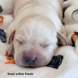 Girl 1 - Yellow female Labrador Retriever puppy in Mississippi from Sure Shot English Labs