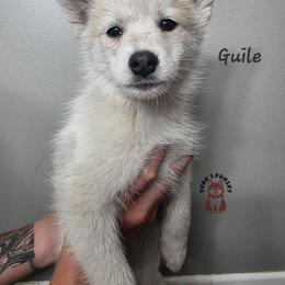Guile - Tri-color male Pomsky puppy in Blaine, Minnesota from Yuna's Pomsky