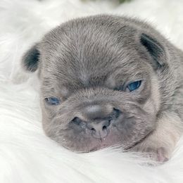 Jagoda - French Bulldog