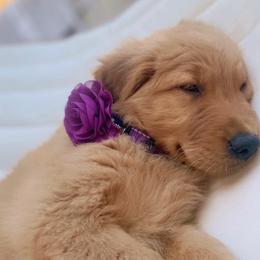 Golden Retriever Puppies from Washington Lakeside Goldens