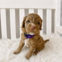 Glory - Purple Collar - Apricot female Goldendoodle puppy in Huntsville, Alabama from Falcon Ridge Doodles