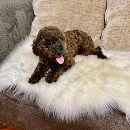 Luna - Poodle
