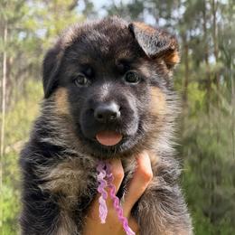 Celeste - Black and red female German Shepherd puppy in Harvard, Illinois from Aus Dem Meer German Shepherds