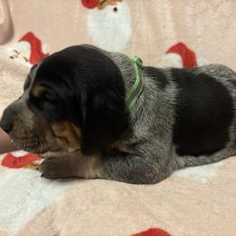 Ruger - Blue ticked and tan male Bluetick Coonhound puppy in Mount Pleasant, Texas from Harmons Hounds