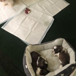 Shih Tzus from Karla’s Shih Tzus