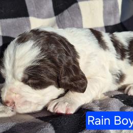 Boy 2 - Black and white male English Springer Spaniel puppy in Socorro, New Mexico from Huntin' Buddies
