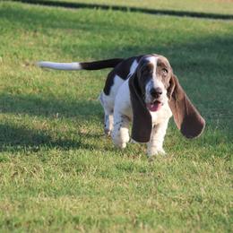 Manuka - Blue and white female Basset Hound puppy in Surprise, Arizona from Howlin Hounds