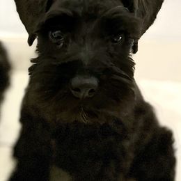 Boy 1 - Black Miniature Schnauzer puppy in Florida from Aria's Miniature Schnauzers