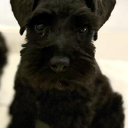 Boy 1 - Black Miniature Schnauzer puppy in Florida from Aria's Miniature Schnauzers