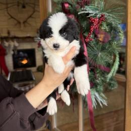 Susan - Black and white female Bernedoodle puppy in Yuba City, California from Ranch House Doodles
