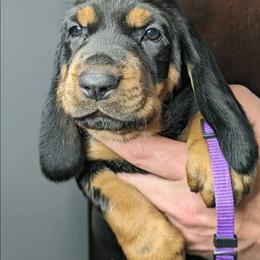 Purple Girl - Black and tan female Black and Tan Coonhound puppy in Madisonville, Tennessee from Blackstone Valley Hounds