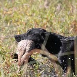 Labrador Retrievers from Catherine  Lynn Slack