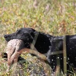 Labrador Retrievers from Catherine  Lynn Slack