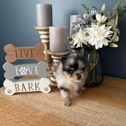 Girl 2 - Blue merle female Pomeranian puppy in Minooka, Illinois from Sheree’s Pomeranians