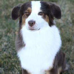 Kohga - Miniature American Shepherd