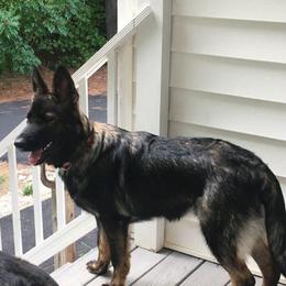 Onyx - German Shepherd