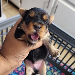 Boy 1 - Black and tan male Yorkshire Terrier puppy in Newport News, Virginia from Ty-Shea Designs Yorkies and More LLC