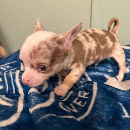 Cookies and Cream - Merle male Chihuahua puppy in Royal Center, Indiana from Marvelous Chihuahuas