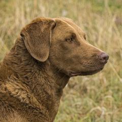 Brookie - Chesapeake Bay Retriever