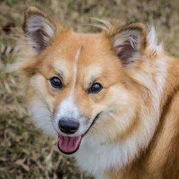Jaina - Icelandic Sheepdog