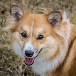 Jaina - Icelandic Sheepdog