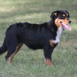Dasha - Black tri female Miniature American Shepherd puppy in Williamston, Michigan from Rust Belt Farms