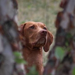 Chara - Vizsla