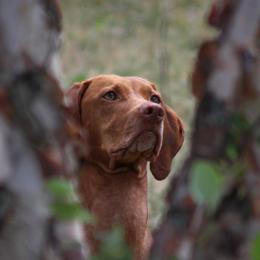 Chara - Vizsla