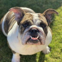 Bulldogs from Eileen Gonzalez