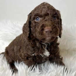 Cedar - Brown and white male Aussiedoodle puppy in Clarkston, Washington from Aussiedoodle palace
