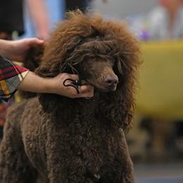 Ophelia - Poodle