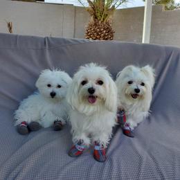 Maltese All Grown Up from Puppy Van