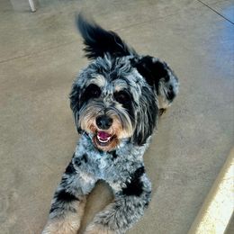 Barley - Bernedoodle
