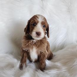 Mr Black - Apricot male Goldendoodle puppy in Cumming, Georgia from Chattahoochee Kennels