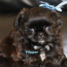 Shih Tzus from Kathy Friedes Shih Tzu Puppies