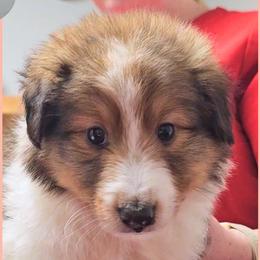 Girl 2 - Raspberry - Sable and white female Shetland Sheepdog puppy in Elberton, Georgia from Ioney's Southern Paws Shelties, Frenchies, and Yorkies