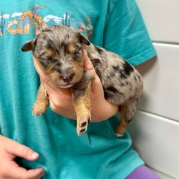Bink - Blue merle female Aussiedoodle puppy in Heber City, Utah from Junipersdoodles